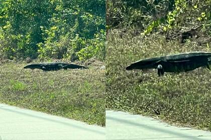 Un lagarto, al costado de la ruta, causó temor en dos habitantes de Florida