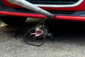 Un lagarto overo apareció en un barrio de la ciudad de Santa Fe y causó temor en los vecinos