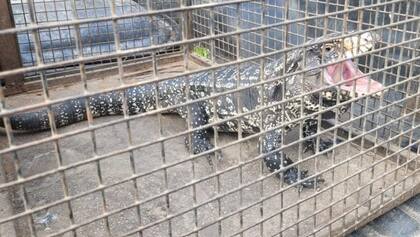 Un lagarto overo causó temor en un barrio de Santa Fe