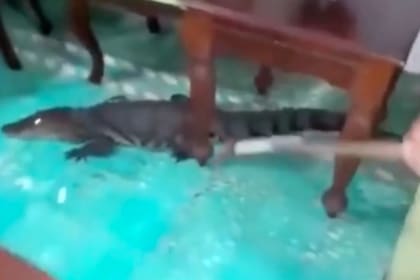 Un lagarto y una mujer protagonizaron un video que sorprende a varios niveles