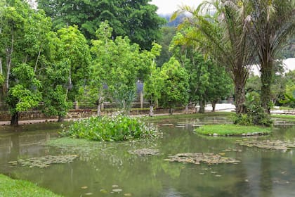 Un lago con nenúfares es parte del paseo del Jardín Botánico de Río
