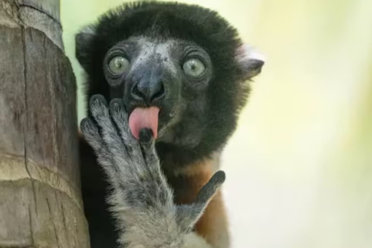 Un lémur en Madagascar mira a lo lejos mientras lame su dedo