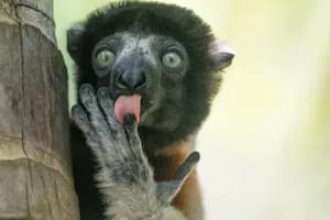 Un lémur en Madagascar mira a lo lejos mientras lame su dedo