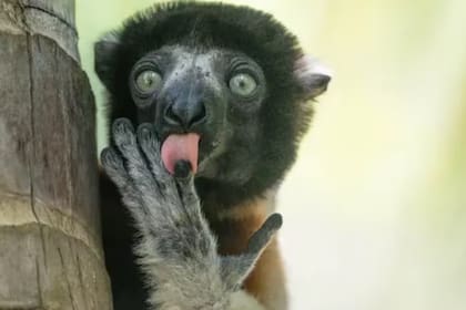 Un lémur en Madagascar mira a lo lejos mientras lame su dedo