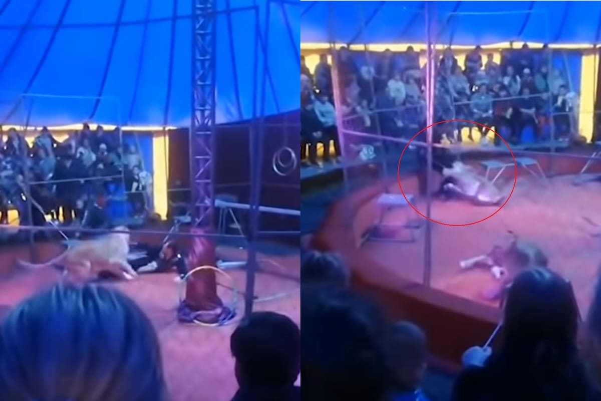 Un león atacó a su domador en un circo de Rusia y le causó varias heridas