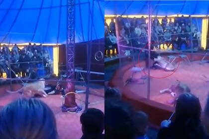 Un león atacó a su domador en un circo de Rusia y le causó varias heridas