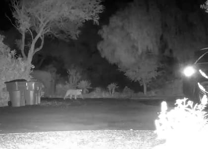 Un león de montaña merodea por las inmediaciones de la mansión del nieto de la reina Isabel II y su familia, en Montecito, California.