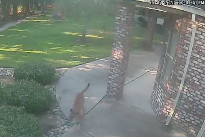 Un león de montaña sorprendió al hacerse presente en un patio de California