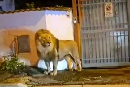 Un león deambuló por las calles de la ciudad italiana de Ladispoli, a 50km de Roma