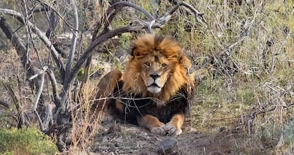 Un león en el Santuario de Arizona
