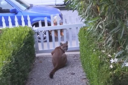 Un león fue descubierto mientras observaba cómo jugaba un grupo de niños y despertó la preocupación de los vecinos