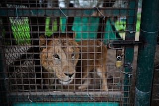 Santuarios de EE.UU. y Sudáfrica serán el nuevo hogar de 30 tigres y leones de ex zoológico argentino