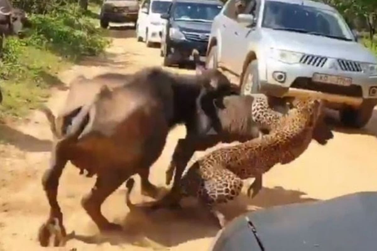 Un leopardo, que intentó cazar a su presa, terminó siendo la víctima cuando una manada de búfalos salvó a una de sus crías de las fauces del felino e impidió que se convirtiera en su alimento