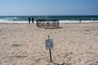 Dice que nidos de tortuga marina en California son una novedad en la costa oeste de EE.UU.