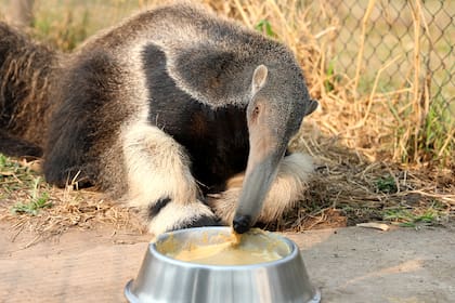 Un licuado preparado con alimento para gatitos será su único alimento hasta que puedan independizarse y cazar insectos