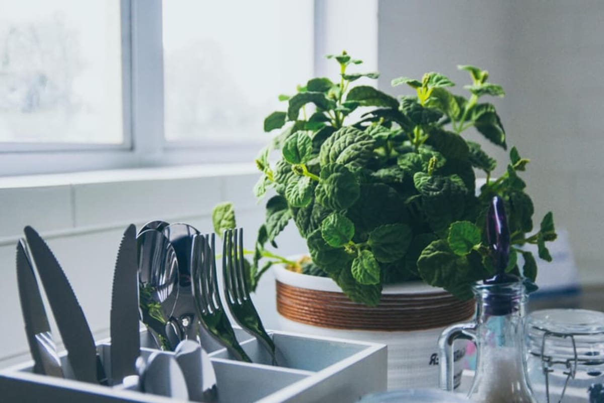 Un listado de seis tipos que podés tener ya en tu casa. Ideales para colocar en macetas cerca de las ventanas