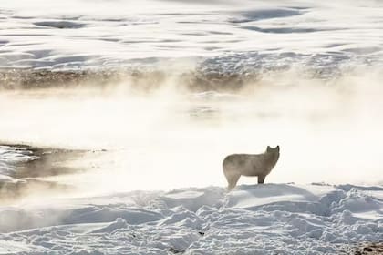 Un lobo fotografiado en el Parque Nacional de Yelowstone en 2018. NPS / Jacob W. Frank / Flikr