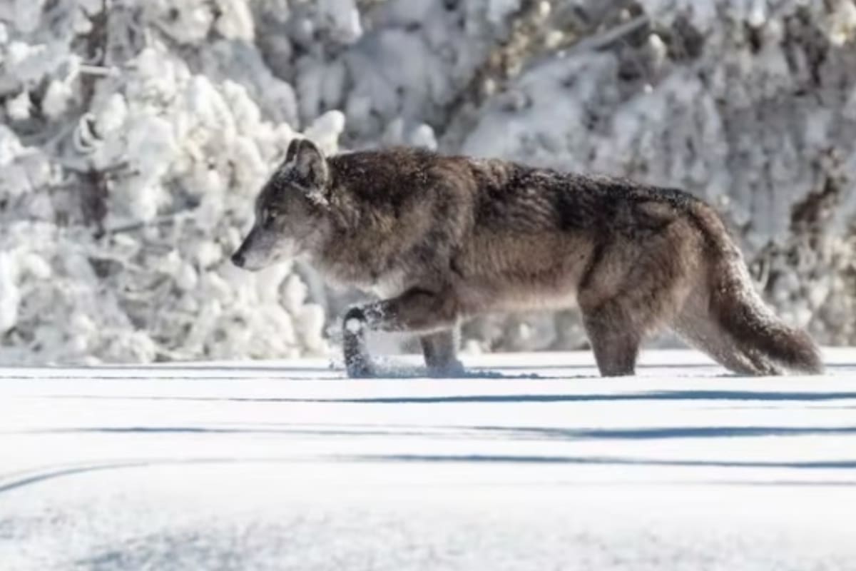 Un lobo fotografiado en el Parque Nacional de Yelowstone en 2018. NPS / Jacob W. Frank / Flikr