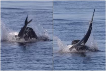 Un lobo marino atacó a un tiburón azul para comérselo