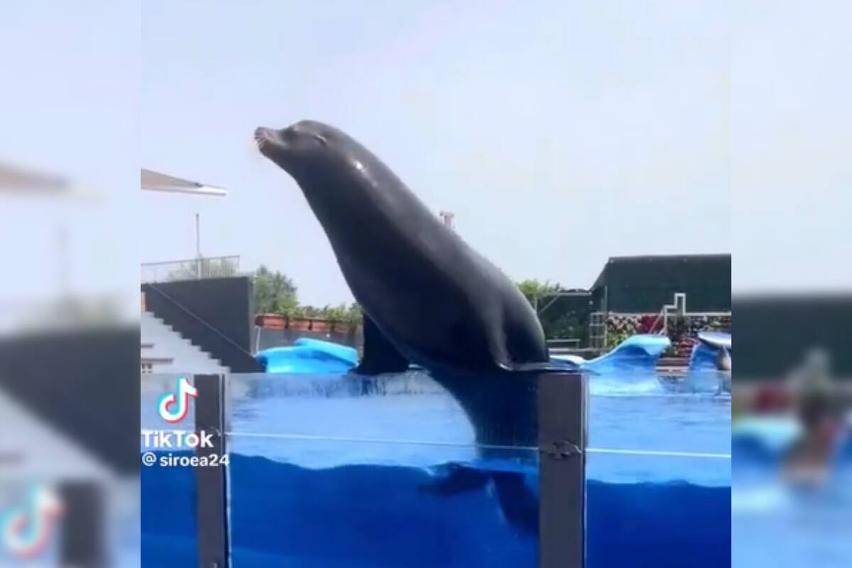 Un lobo marino escapó de la piscina del parque acuático (Captura video)