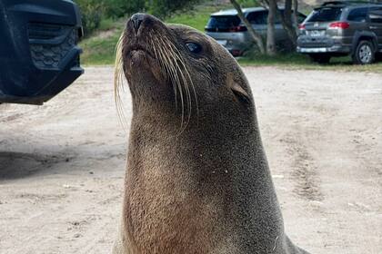 Un lobo marino fue hallado deambulando por las calles de un exclusivo barrio privado de la costa argentina