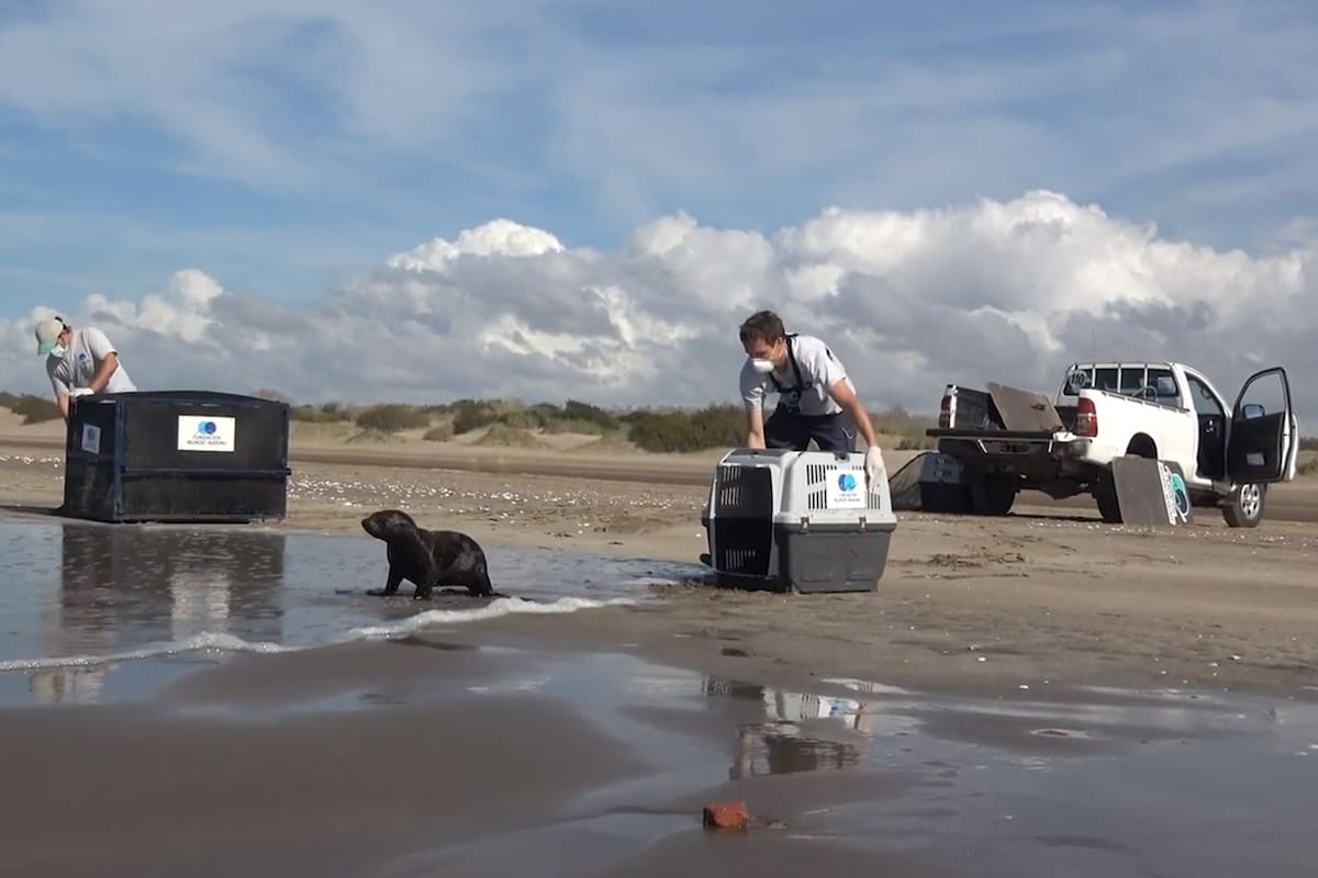 Un lobo marino fue rescatado por Defensa Civil a la altura de Dock Sud y devuelto al mar en San Clemente