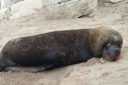 Un lobo marino fue salvajemente golpeado en un balneario de Mar del Plata y su vida corre riesgo