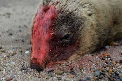 Un lobo marino muerto en la playa de Punta Bermeja, provincia de Río Negro