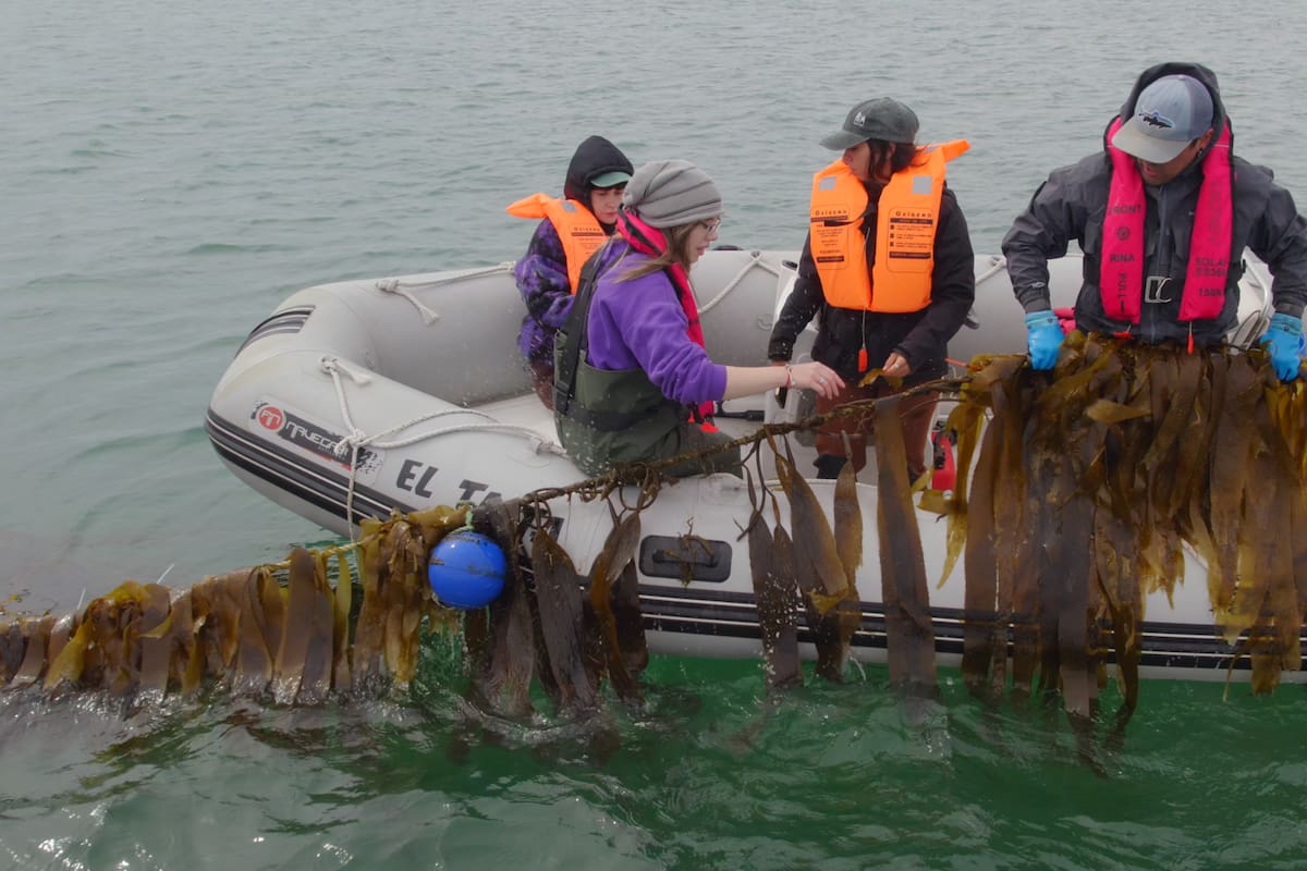 Un longline (o línea larga) de la Fundación Por el Mar, donde se fijan y cultivan algas en la bahía de Puerto San Julián, Santa Cruz