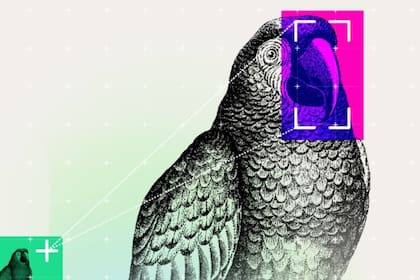 Un loro es un imitador y puede repetir palabras que escuchó con cierta comprensión de su contexto