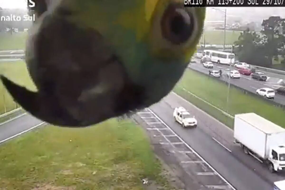 Un loro obstruyó la vista de una cámara de seguridad
Foto: captura de pantalla