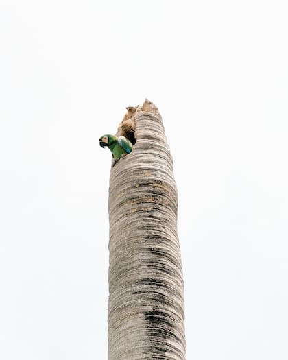 Un loro salvaje se asoma desde un nido improvisado en Miami; el aumento del agua también conduce a una cadena de eventos en cascada que pueden contaminar la bahía Biscayne y afectar el medio ambiente