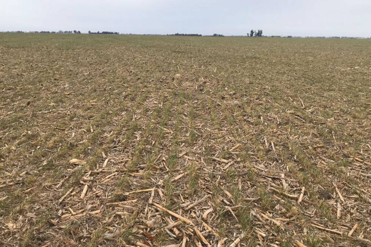 Un lote afectado por la helada hoy en la zona de Inriville, Córdoba