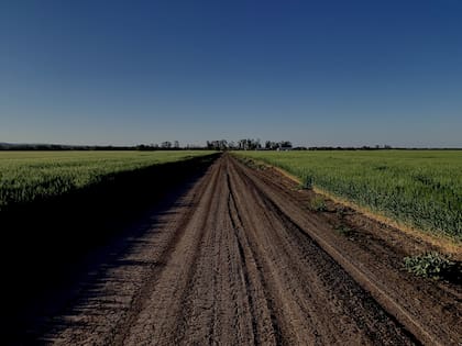 Un lote con trigo