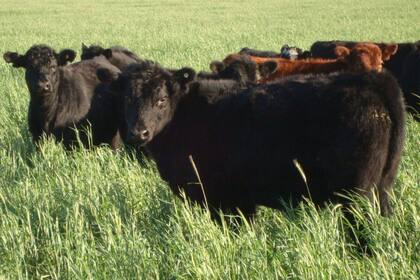 Un lote con centeno encañado