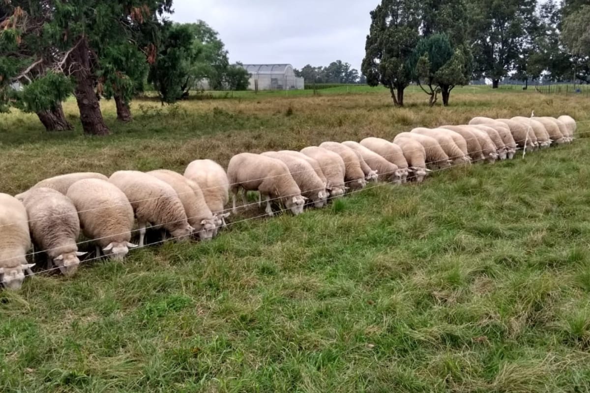 Un lote con ganadería ovina