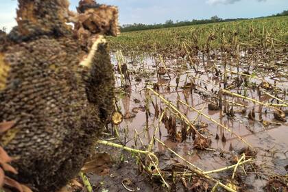 Un lote con girasol dañado por el temporal en Chaco. Se reportaron pérdidas en Coronel Du Gruty