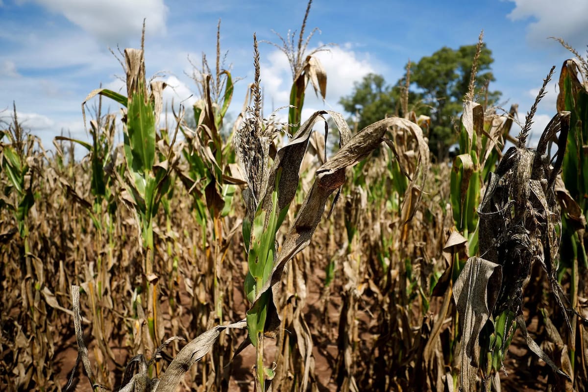 Un lote con maíz a las afueras de Buenos Aires. La sequía se volvió especialmente severa en los últimos tres meses de 2022. Foto: Agustin Marcarian/Reuters