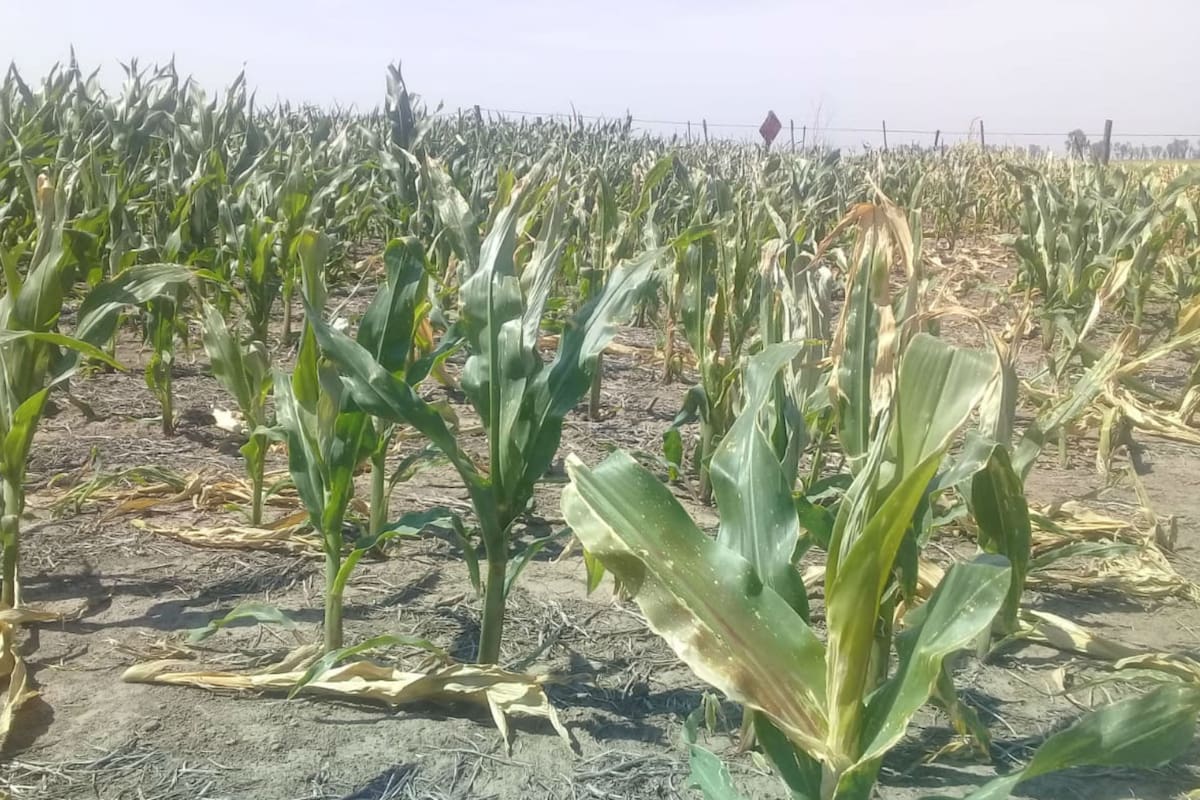 Un lote con maíz afectado por la seca en la zona de Marcos Juárez