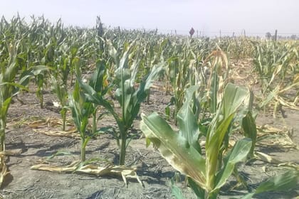 Un lote de maíz afectado por la falta de lluvias en Noetinger