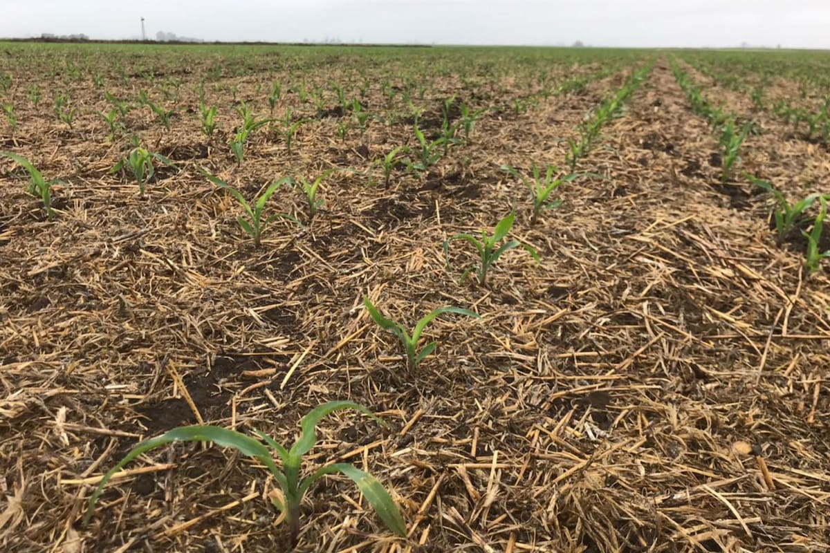 Un lote con maíz en el sudeste cordobés sembrado a mediados de septiembre