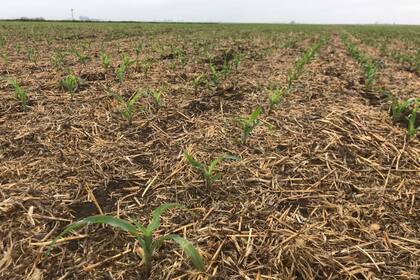 Un lote con maíz en el sudeste cordobés sembrado a mediados de septiembre