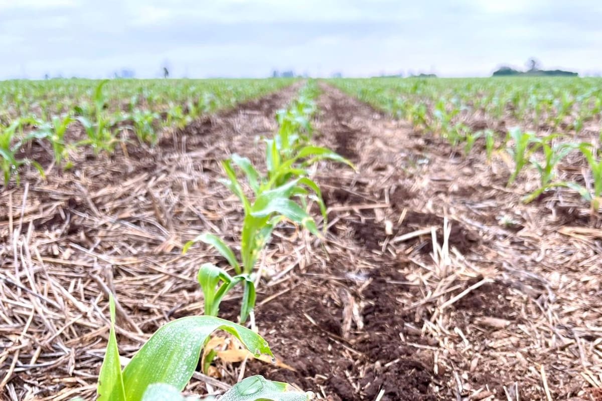 Un lote con maíz en el sudeste cordobés tras las últimas lluvias