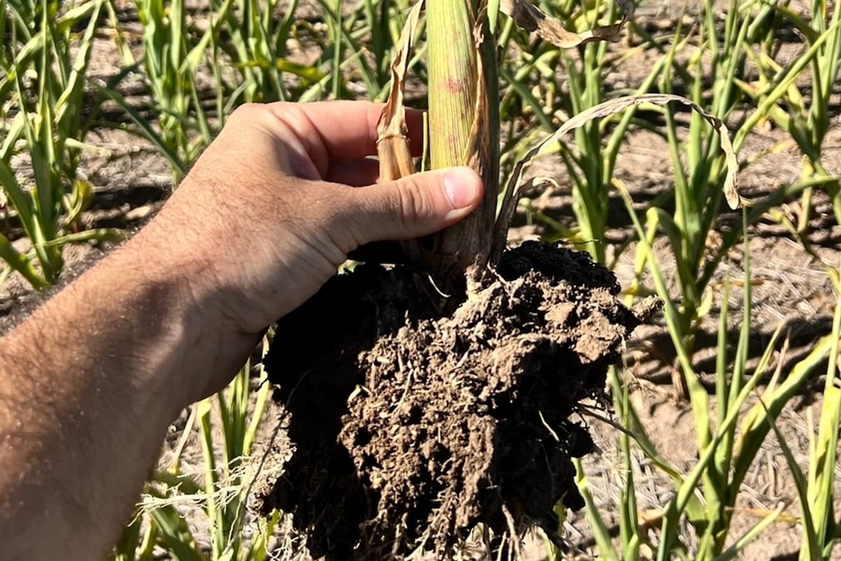 Un lote con maíz en el sudeste de Córdoba. Bajo desarrollo del cultivo