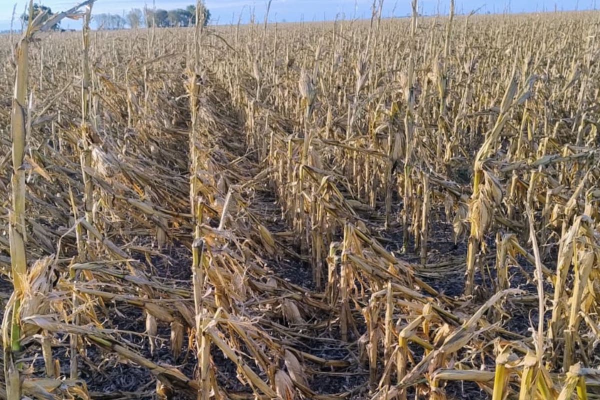 Un lote con maíz quebrado tras el temporal, según comentó el asesor Marcelo Nicoletta
