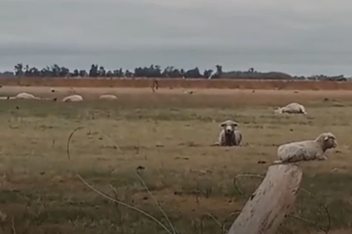 Un lote con ovejas heridas y muertas por el tornado