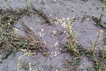 Un lote con soja arrasado por la piedra en la zona de Laborde y con granos desparramados en el suelo