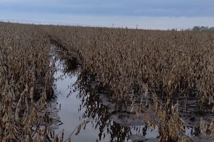Un lote con soja con exceso hídrico en el momento que el cultivo está para cosechar