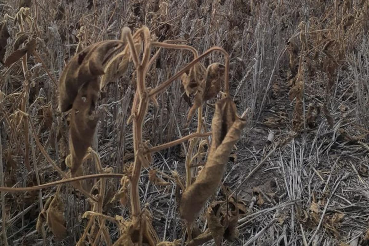 Un lote con soja de segunda que quedó "quemado" por la sequía y la ola de calor en Rojas, Buenos Aires. Gentileza: Santiago del Solar