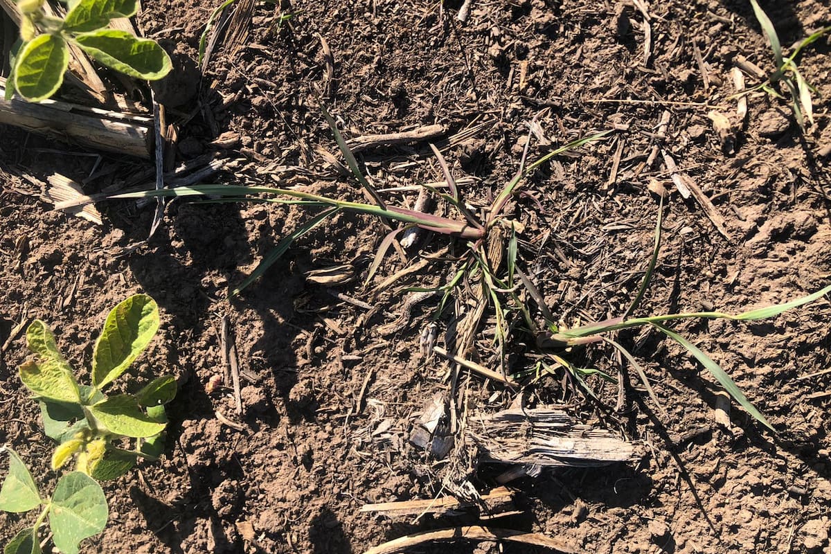 Un lote con soja en Monte Buey, Córdoba.